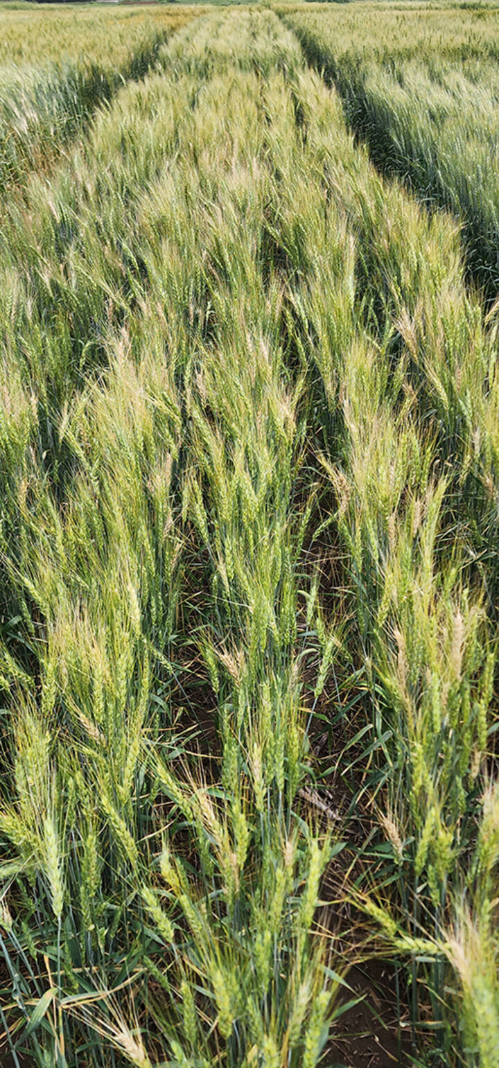 Fusarium head blight