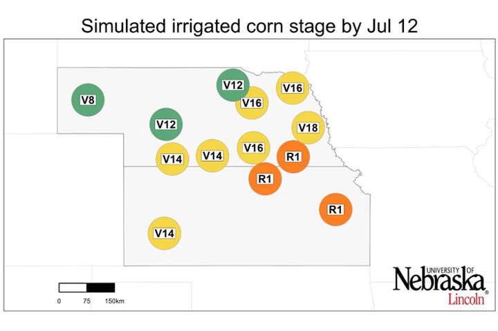 Graph of Simulated developmental stage for irrigated and rainfed corn at each location