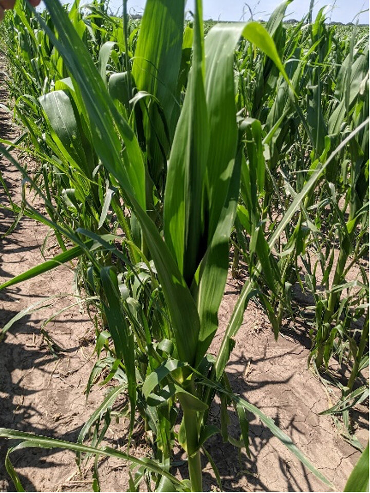 Stripped corn field