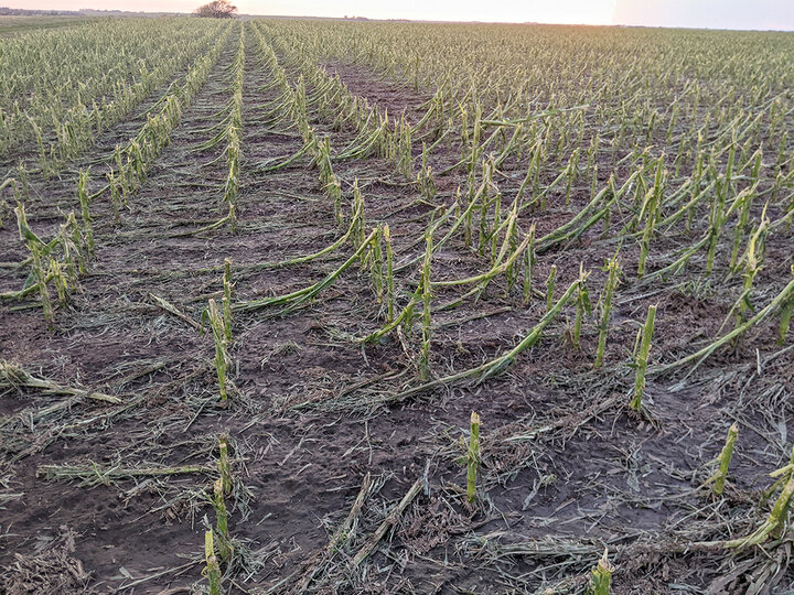 Corn stumps from hail damage