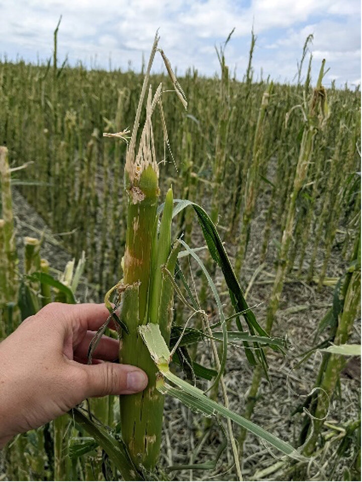 Mowed corn field