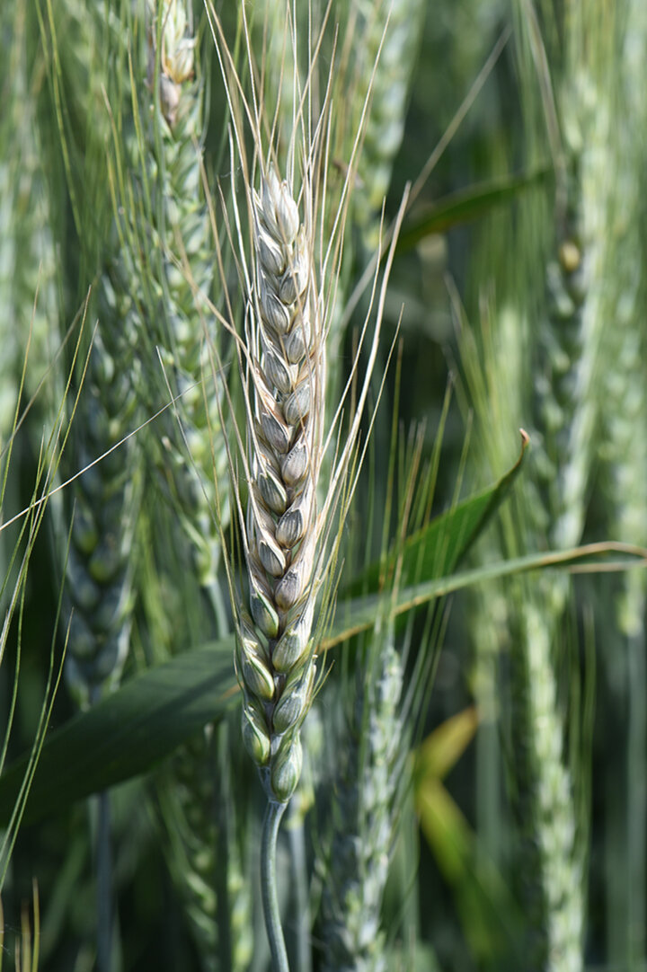 Fusarium head blight