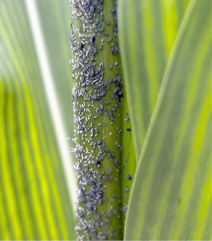 Corn leaf aphids