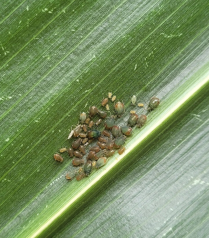 Bird cherry-oat aphids