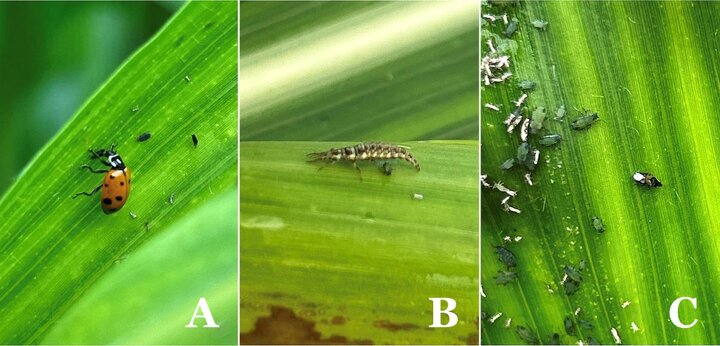 Parasitoid insects