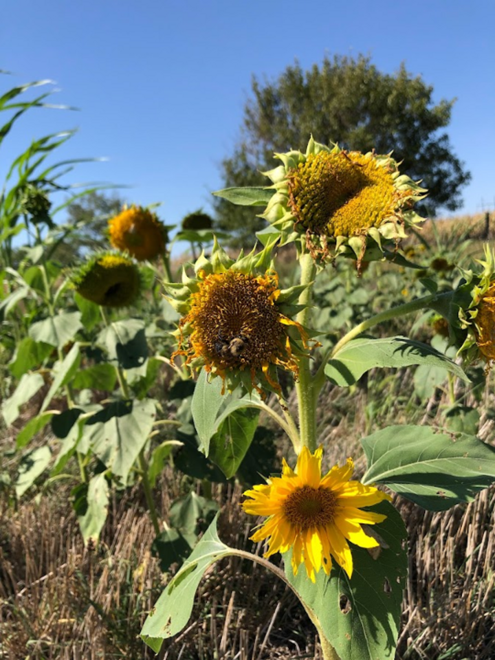 Sunflower cover crop