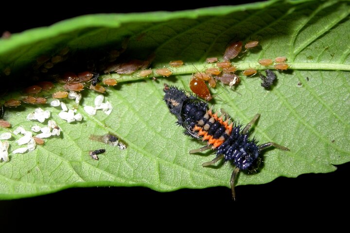 Asian lady beetle larva