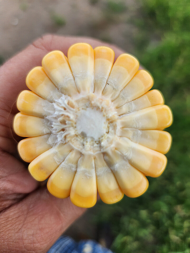 Milk line of drooped ear