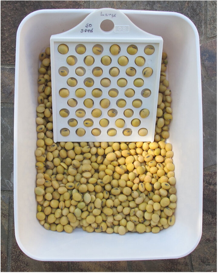 View of counter filled with soybeans