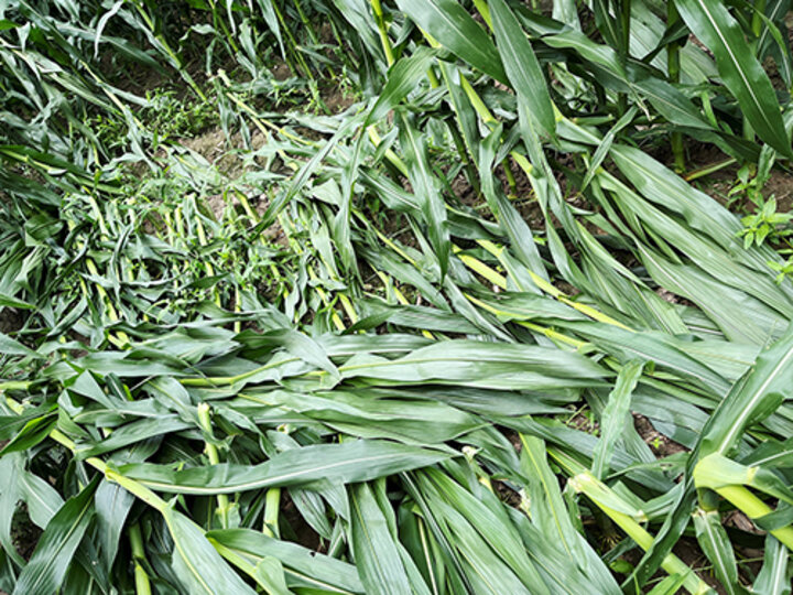 Wind damaged corn fields