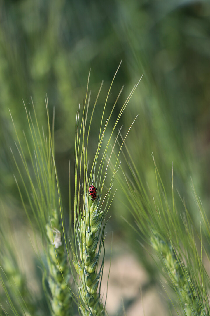 Ladybug on wheat stem