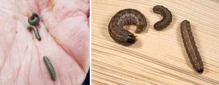 Army cutworm larvae in a man's hand