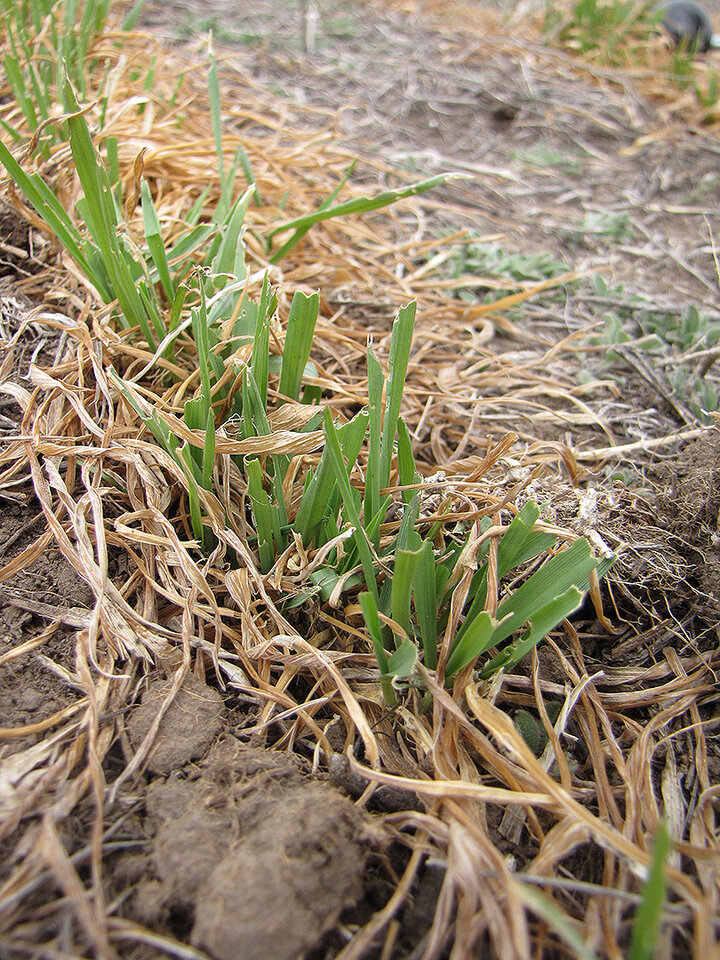 Wheat stem damage in field