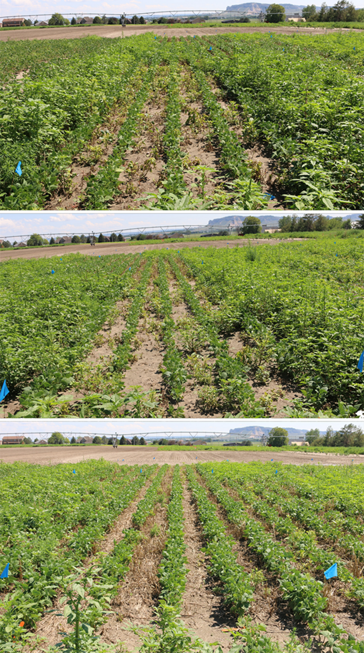 Palmer amaranth in field