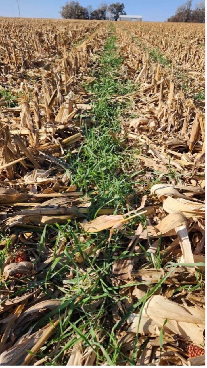 Cereal rye cover crop in field of corn stubble