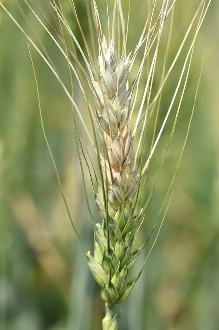 Wheat head partially bleached