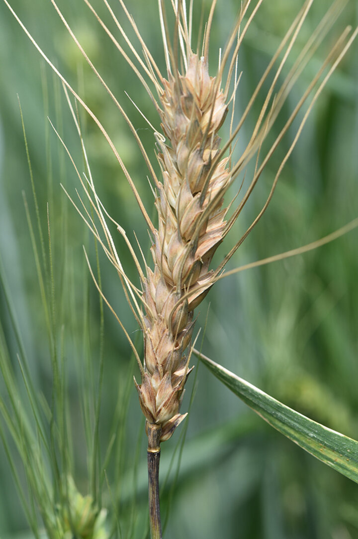 Wheat head completely bleached