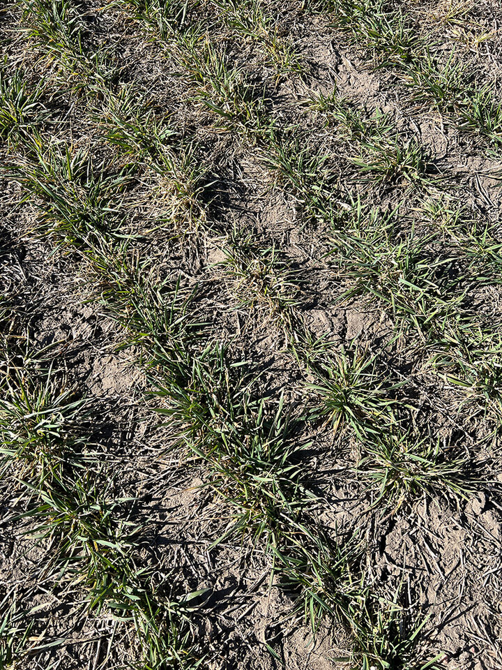 Wheat plants with yellow and dead leaves