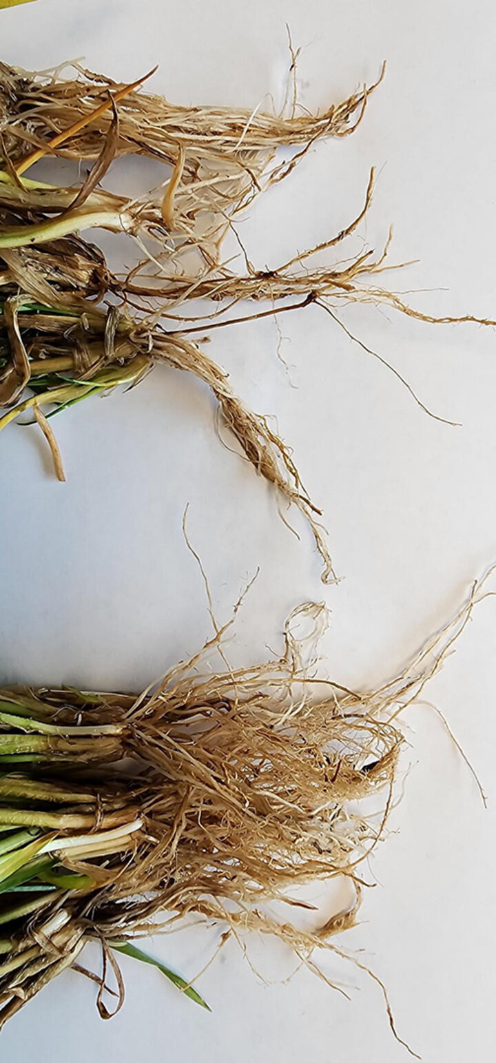 Root system of healthy and root rot affected wheat plants