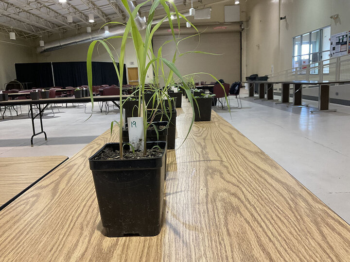 Closeup of plant in container sitting on table