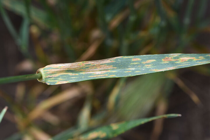 Wheat field with tan streaks