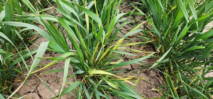 Wheat plant with yellow leaves