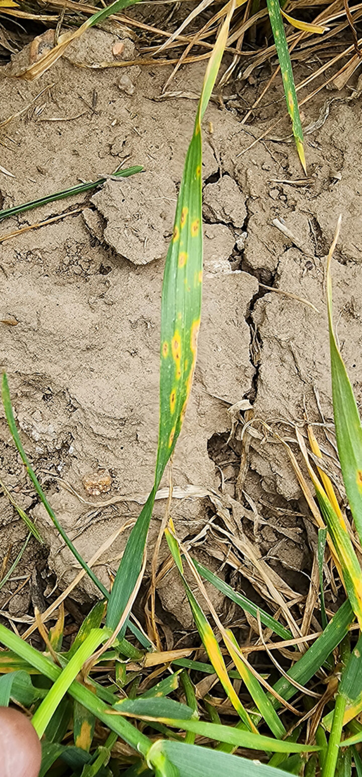 Wheat leaf with yellow spots