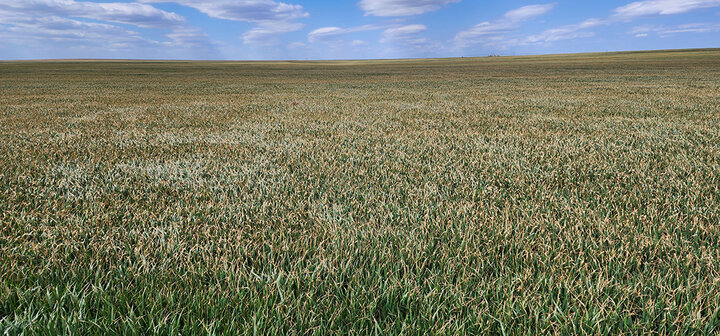 Wheat field with brown appearance