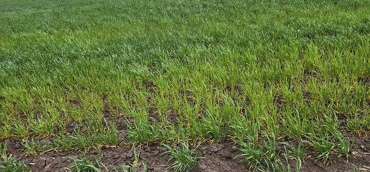 Wheat field with yellow plants