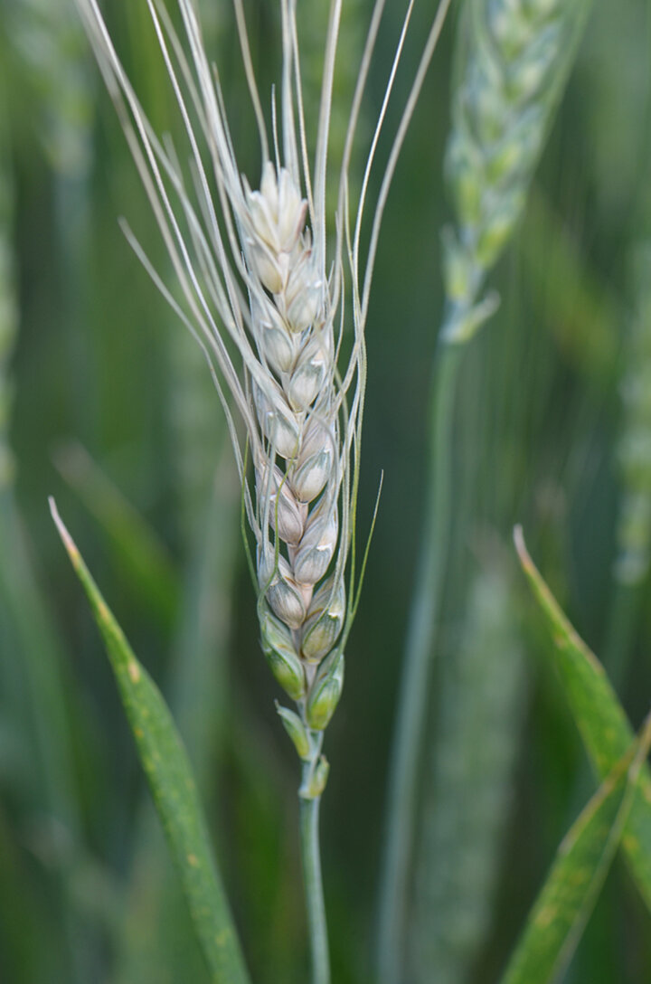 Bleached wheat head