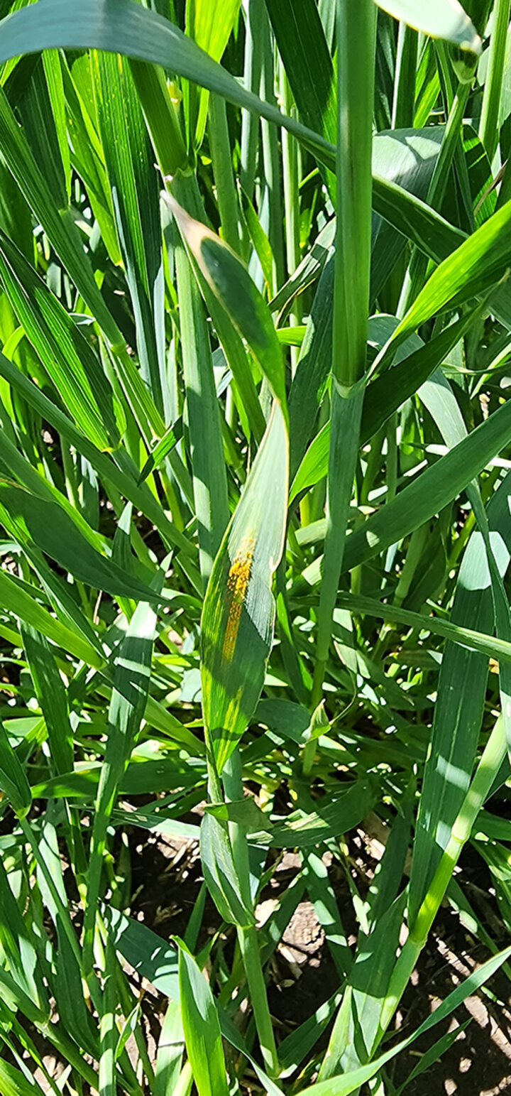 Wheat leaves with yellow spots