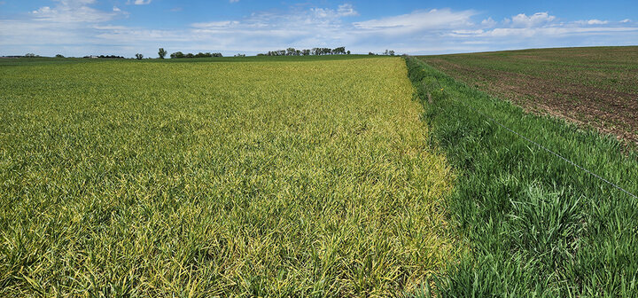 Yellowed wheat field