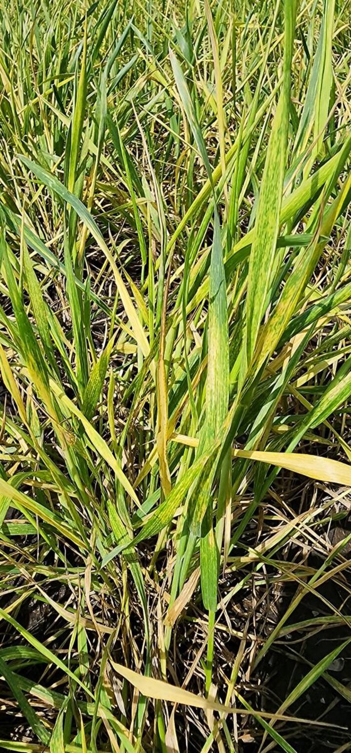 Yellowed wheat leaves