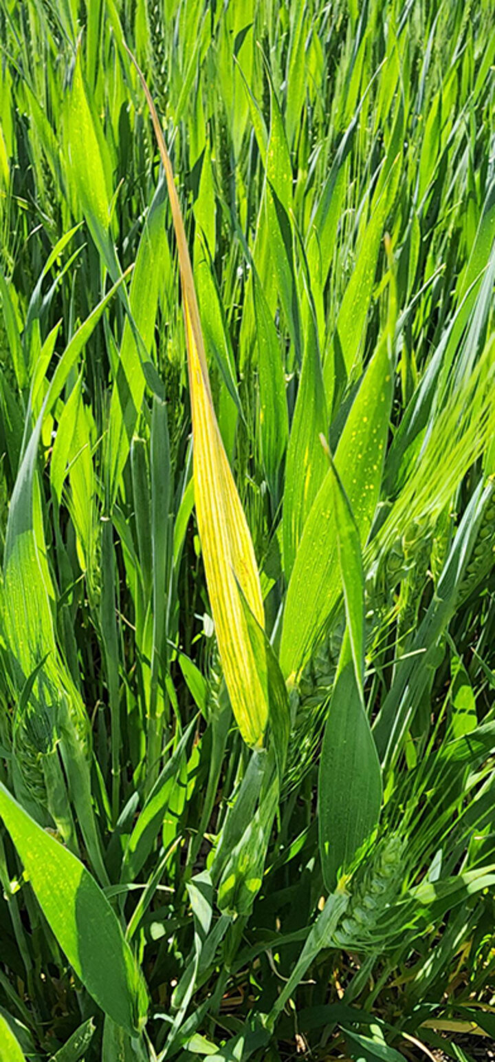 Yellowed wheat leaves