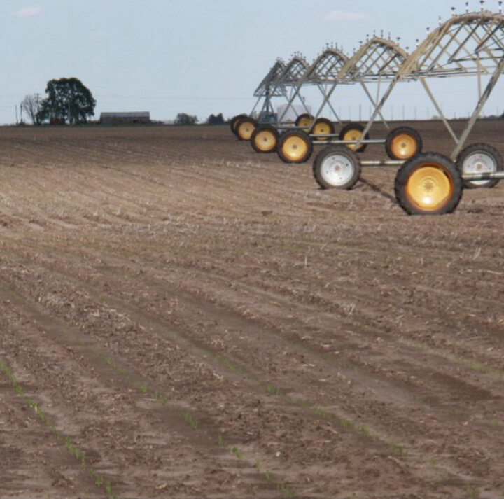 Field of corn planted