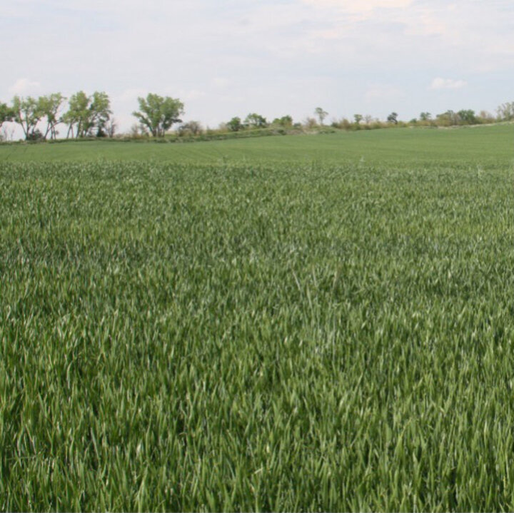 Wheat field