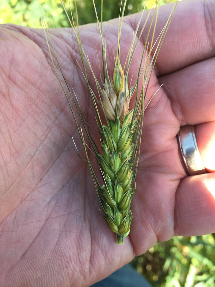 Wheat head with discolored top kernels