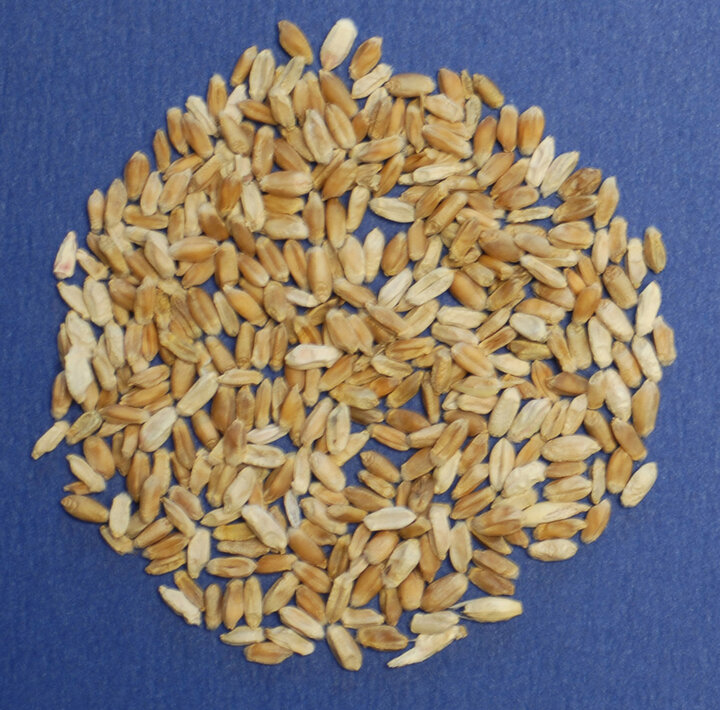 Yellow wheat kernels