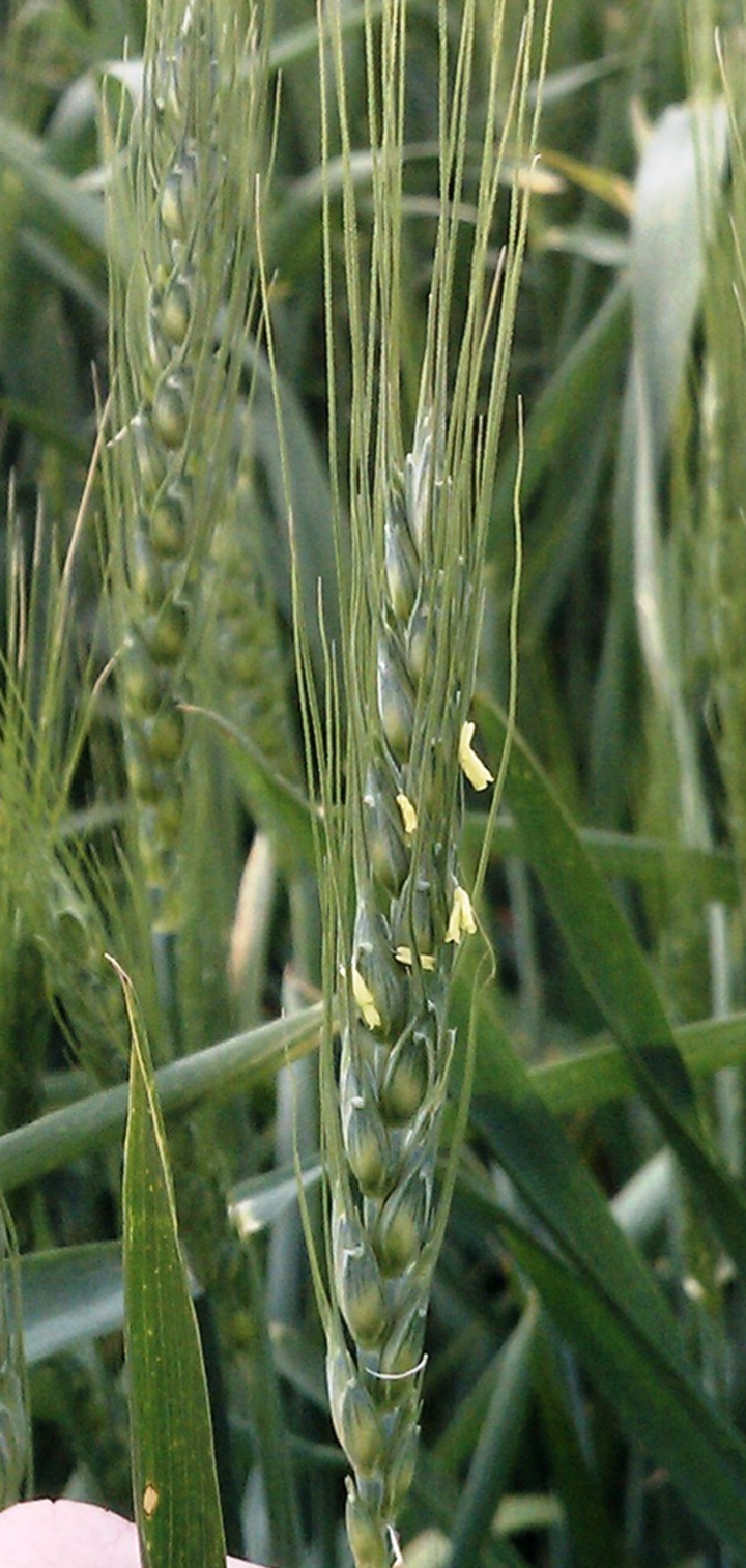 Wheat head with flowers emerging