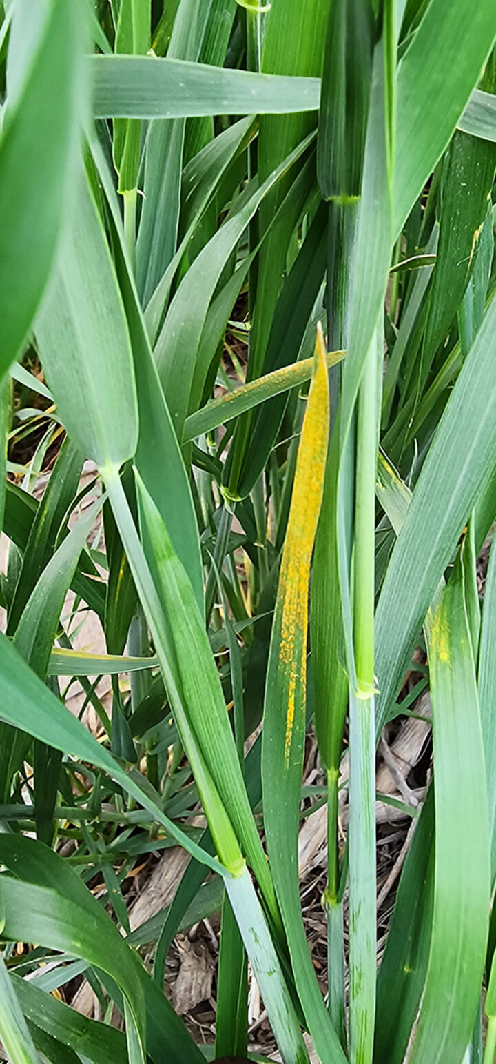 Wheat leaves with yellow spots