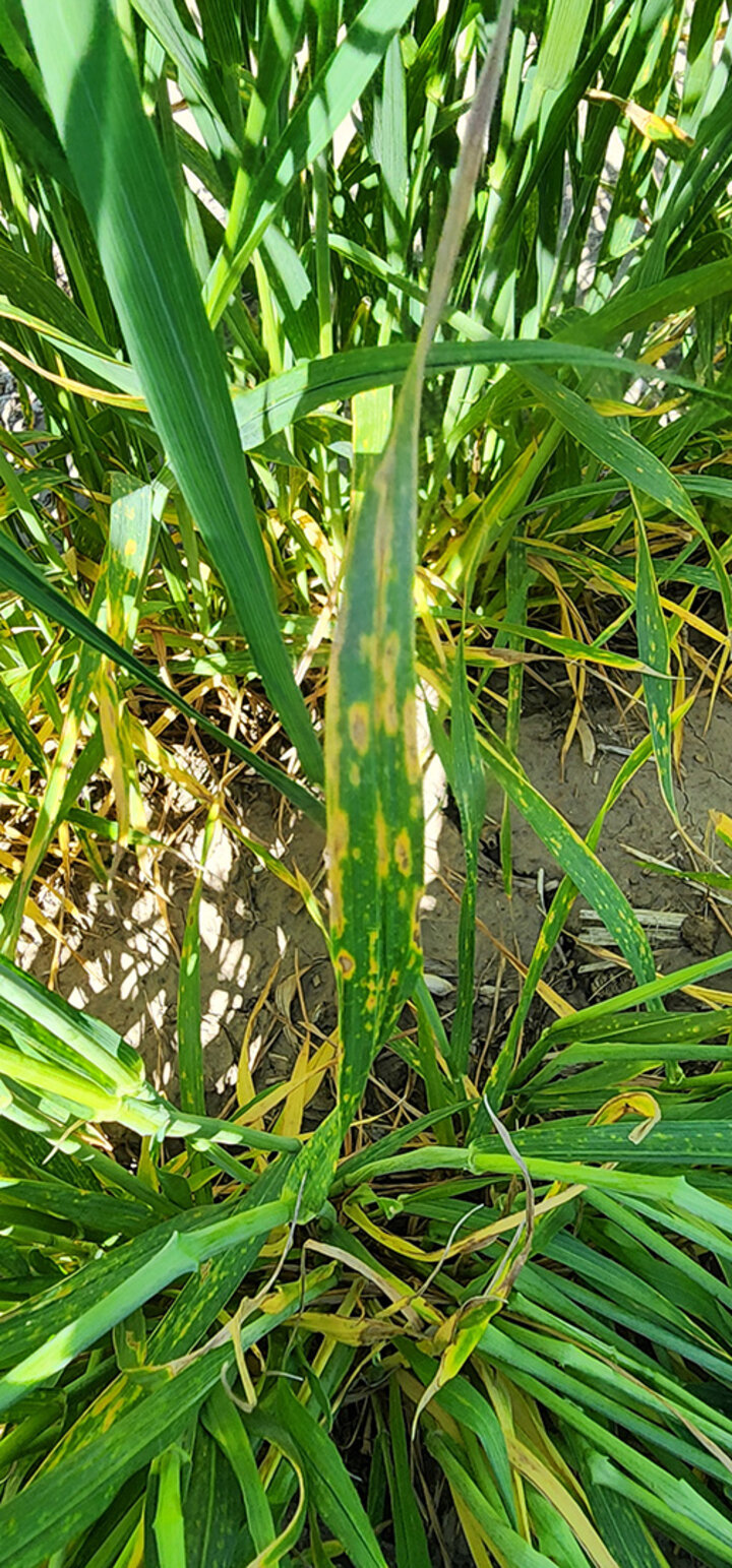 Wheat with yellow and brown spotting