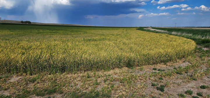 Yellowed wheat field