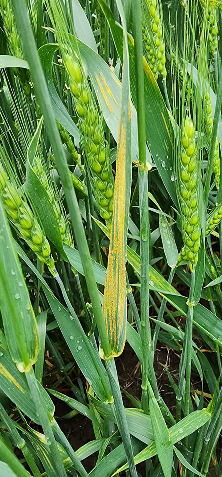 Wheat leaves with yellow spots