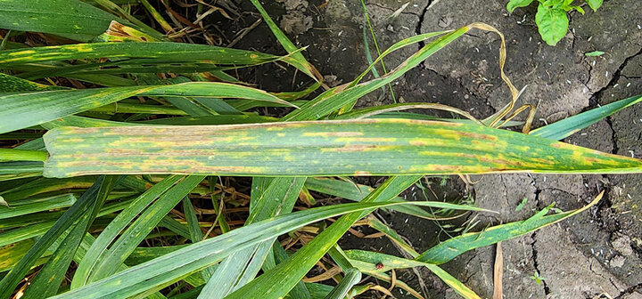 Wheat leaves with yellow and brown spots