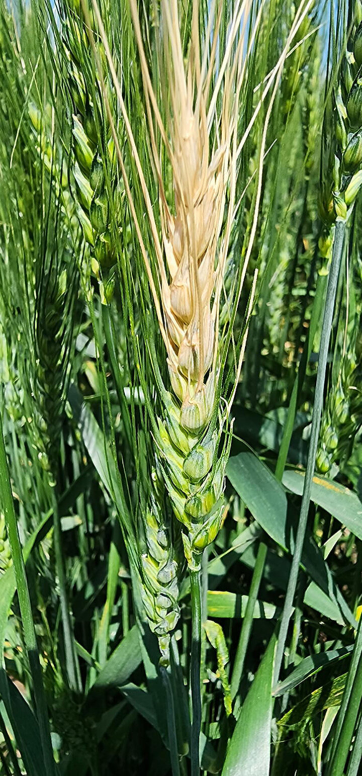 Wheat head with bleached top