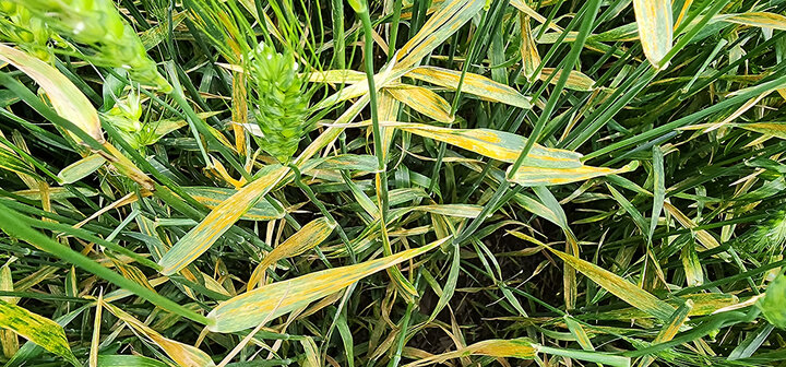 Wheat leaves with yellow spots