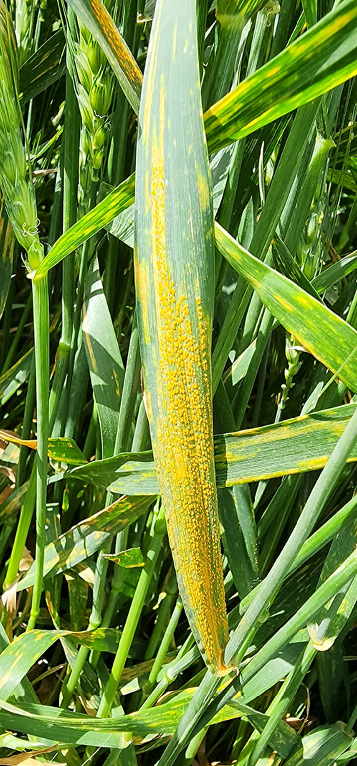 Wheat leaves with yellow spots