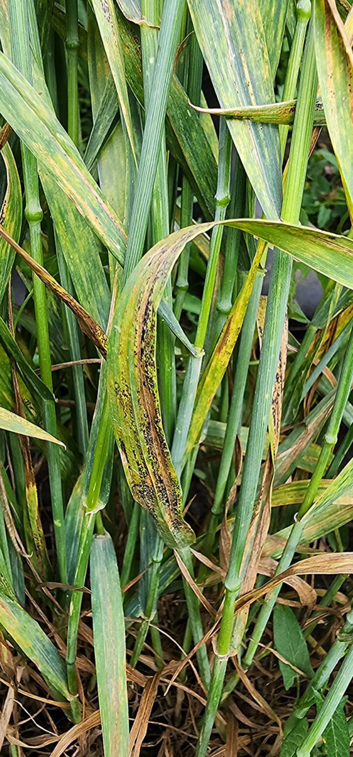 Wheat leaves with yellow and black spots