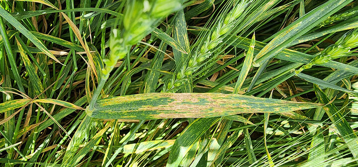 Brown wheat leaves