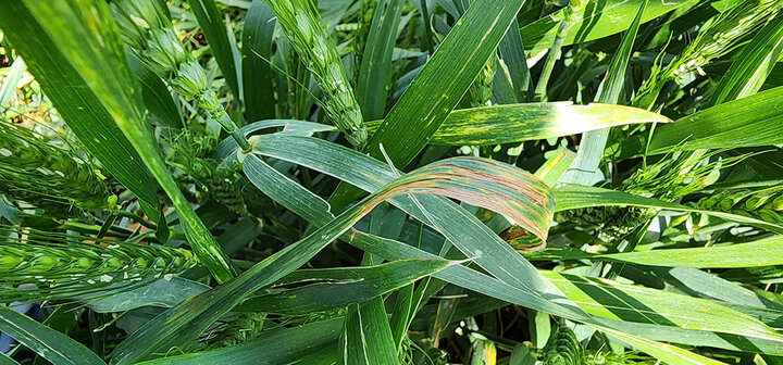 Brown wheat leaves